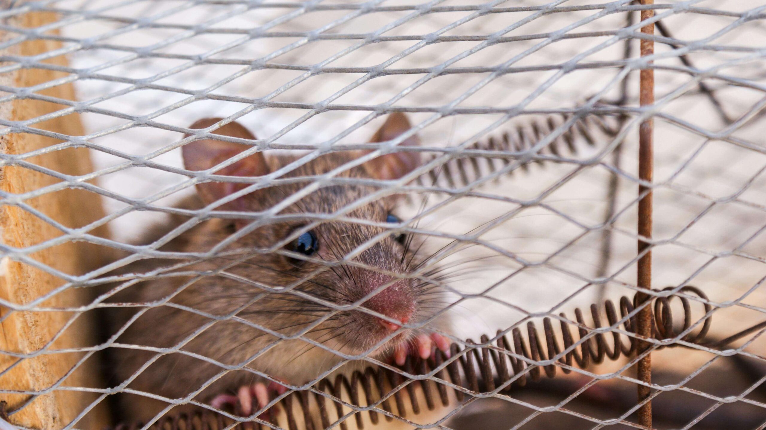 mouse trapped in a cage