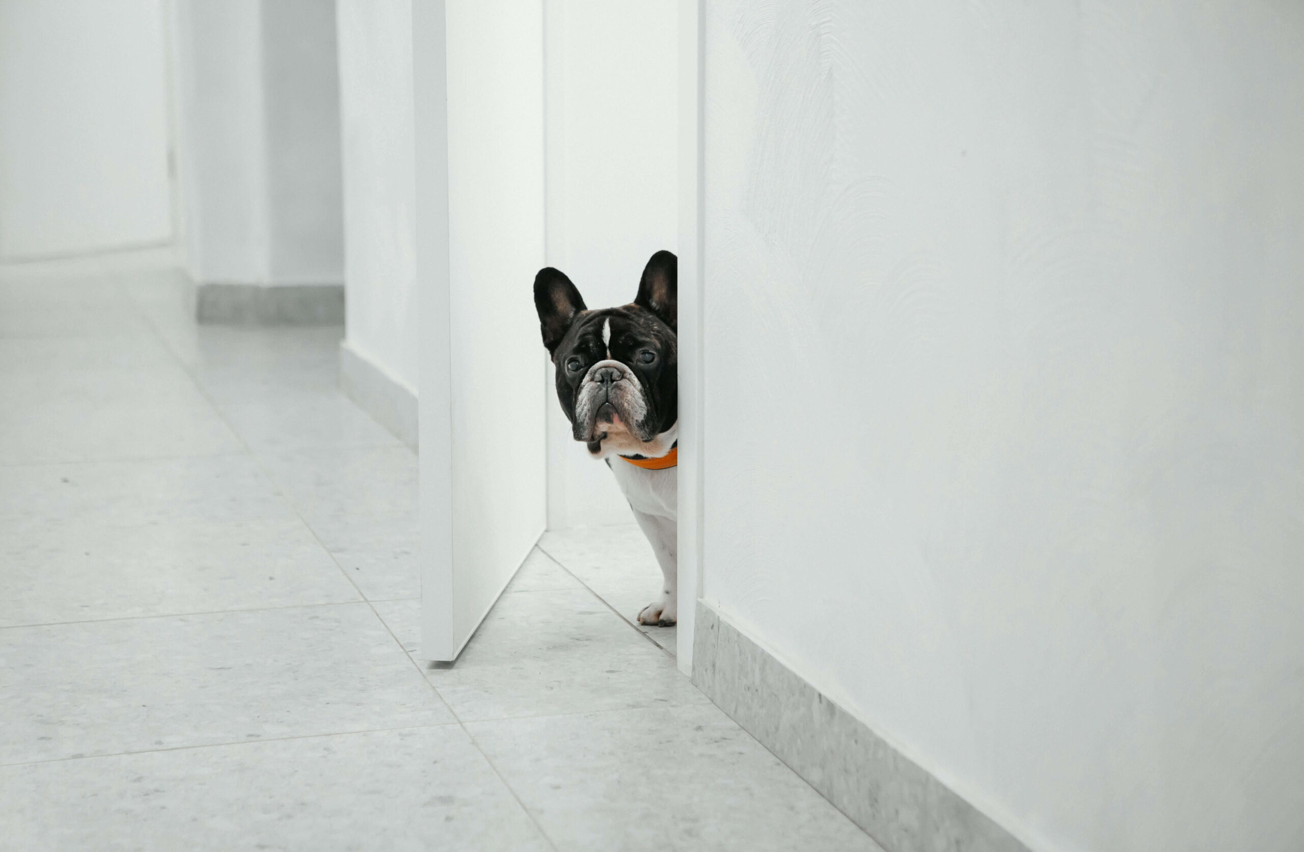 watchdog