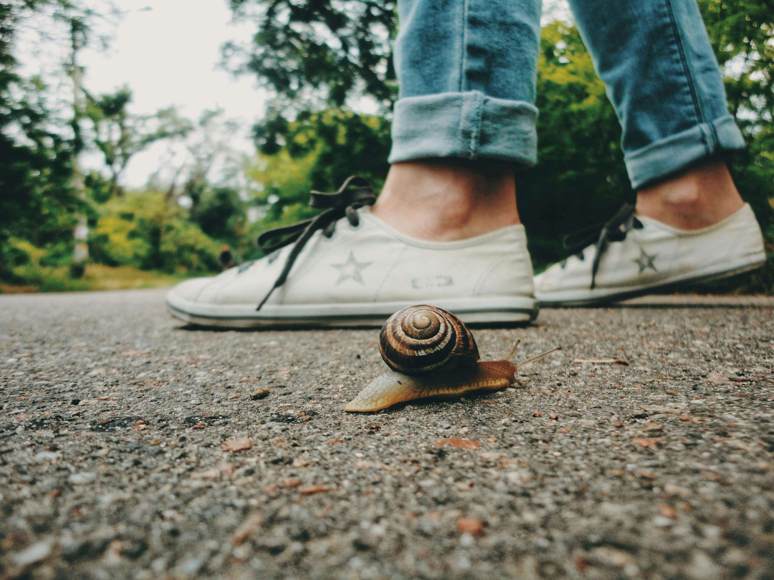 snail moving slowly on the road with human feet in the background